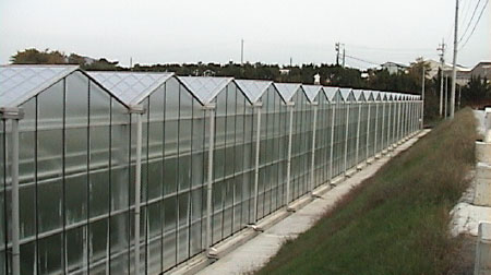 MIKAN有機ファーム