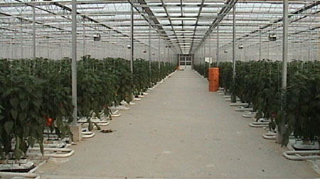 MIKAN有機ファーム