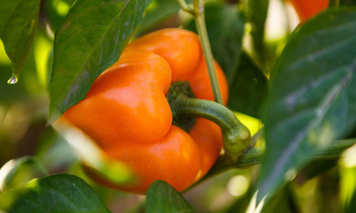 ハウス栽培モデル