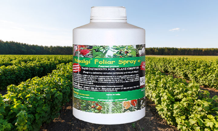 葉面散布活力剤 ニューアルジーFS