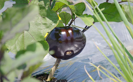 MIKAN有機ファーム