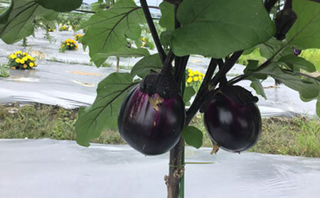 MIKAN有機ファーム