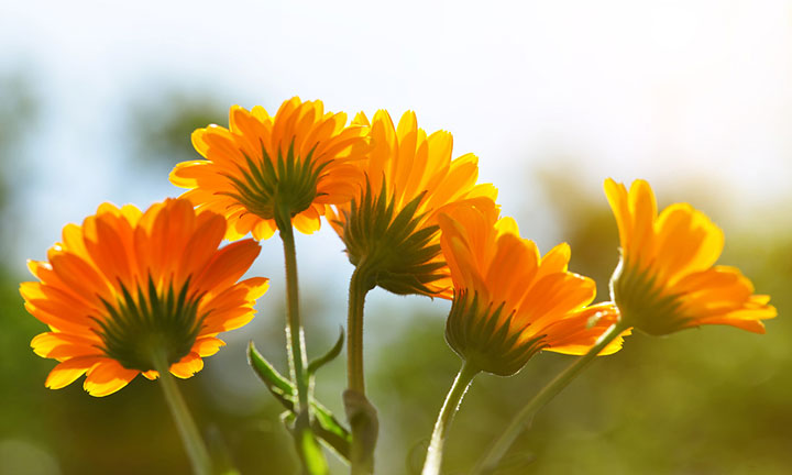 オーガニックファームモデル